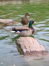 UNM Duck Pond